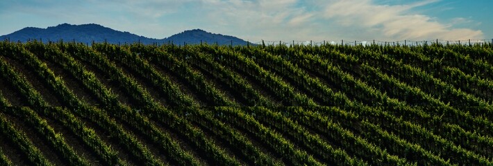 Vigne in collina