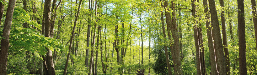 Panoramic view of a green deciduous forest park on a sunny day. Mighty trees, plants, moss. Soft sunlight. Atmospheric landscape. Nature, environment, ecology, ecotourism, nordic walking, exploring - 496107163