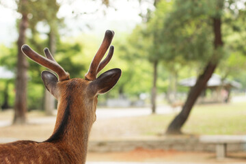 遠くを見つめる奈良の鹿　日本　アジア