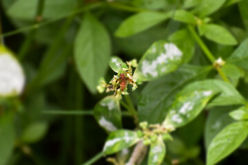 fly on leaf