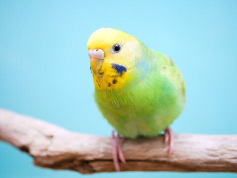 セキセイインコ Images – Browse 765 Stock Photos, Vectors, and