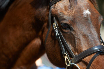 The horse is such a majestic creature. Closeup image of a brown horse fitted with a bridle.