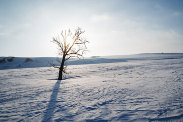 The landscape of winter is a tree in the snow, sunlight shines through the branches of a tree, minimalism in nature, a lonely tree, a shadow in the snow.