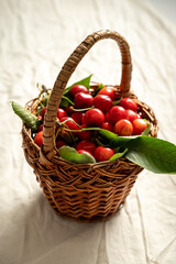 basket rustic of freshly harvested cherries fruit green leaves