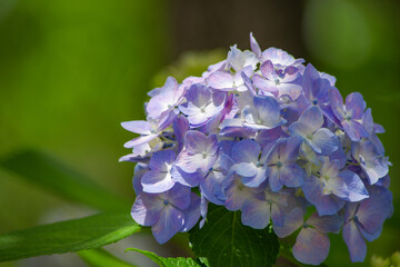 紫色のあじさい
