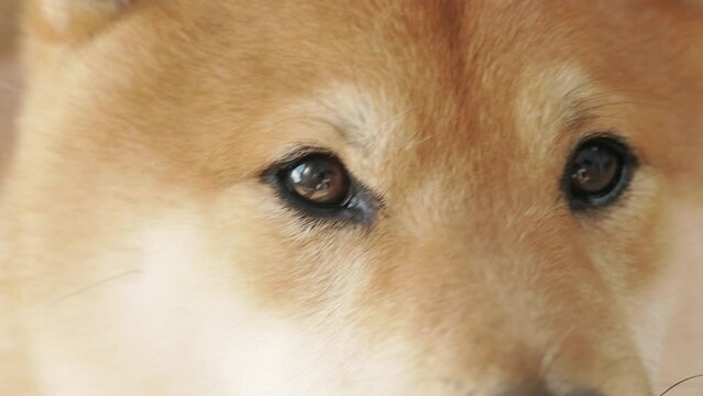 Portrait of a japanese red Shiba Inu dog. A cute shiba inu dog is looking at the camera.