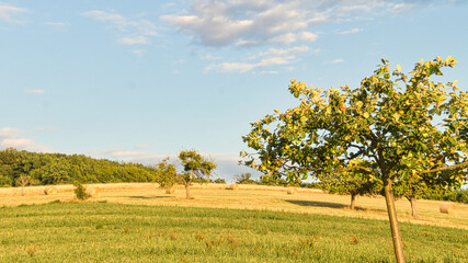 Apple trees in a meadow in front of a field on which straw bales. Harvest time