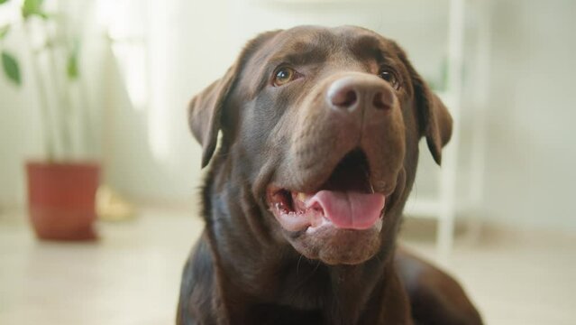 Labrador dog portrait. Brown retriever looking in camera close-up, obedient puppy posing. Happy domestic animal concept, best friends, relaxing at home, breathing with tongue out.