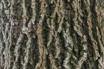 Tree bark abstract natural embossed wood texture nature skin old green pattern background