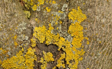 Yellow, grey and green lichens and moss growing on the trunk of a tree.