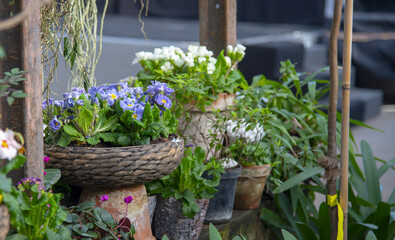 Primroses, hyacinths and other bright flowers in stylized flower pots stand in a row on the stone wall in the greenhouse.