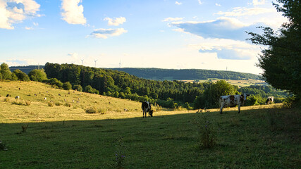 A sunny day in the Saarland with a view over meadows into the valley. Cow in the meadow