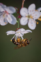 bee on a flower of fruit tree in spring