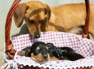 red dachshund dog with its cubs. For printing on a calendar, an article about pets, veterinary.
