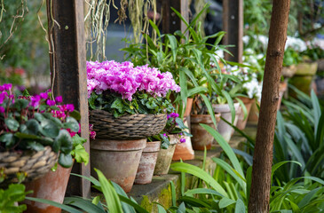 Primroses, hyacinths and other bright flowers in stylized flower pots stand in a row on the stone wall in the greenhouse.
