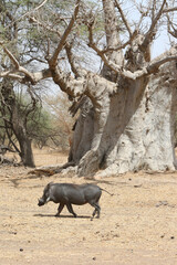 Wild warthog in Bandia reserve, Senegal, Africa. African mammal animal. Safari in Africa. Big...