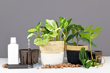 Various tools for keeping houseplants in passive hydroponics clay pellets system - obrazy, fototapety, plakaty