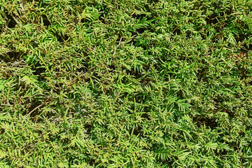 Close up of trimmed Yew hedge plant