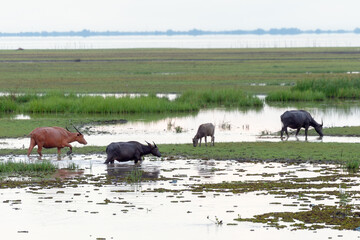 Herd of buffalo in the water basin, Thailand