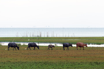 Herd of buffalo in the water basin, Thailand