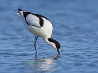 Pied avocet (Recurvirostra avosetta)