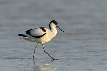 Pied avocet (Recurvirostra avosetta)