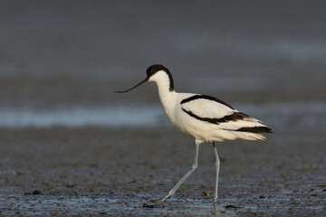 Pied avocet (Recurvirostra avosetta)