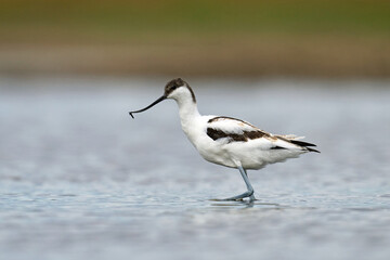 Pied avocet (Recurvirostra avosetta)