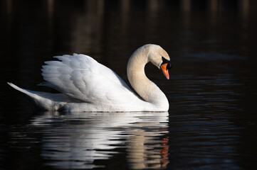 Cygnus olor - Mute swan - Cygne tuberculé
