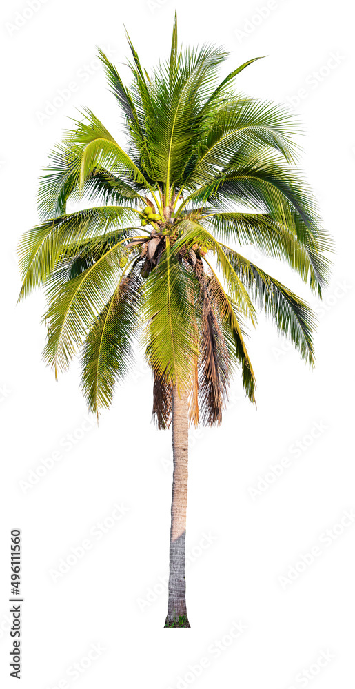 Aufkleber coconut tree on white background with clipping path