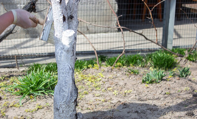 Whitewashing fruit trees in spring. A hand paints a tree with a brush to protect it from harmful insects.