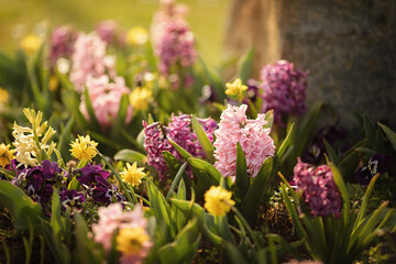 Obraz premium Bunte Frühlingsblumen.