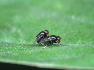 small fly mating on the leaf