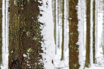 Obraz premium Tronc d'arbre enneigé