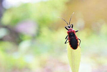 赤色の昆虫
