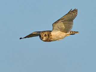 Short-eared owl (Asio flammeus)