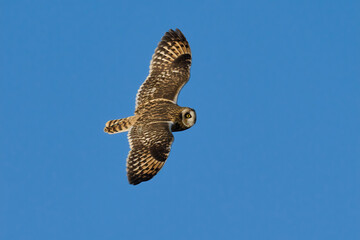 Short-eared owl (Asio flammeus)