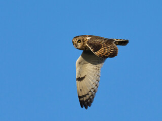 Short-eared owl (Asio flammeus)