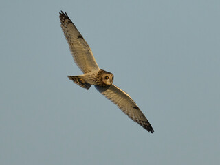 Short-eared owl (Asio flammeus)