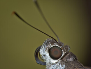 close up head of butterfly