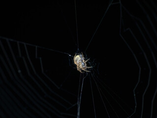 little spider on the web with black background