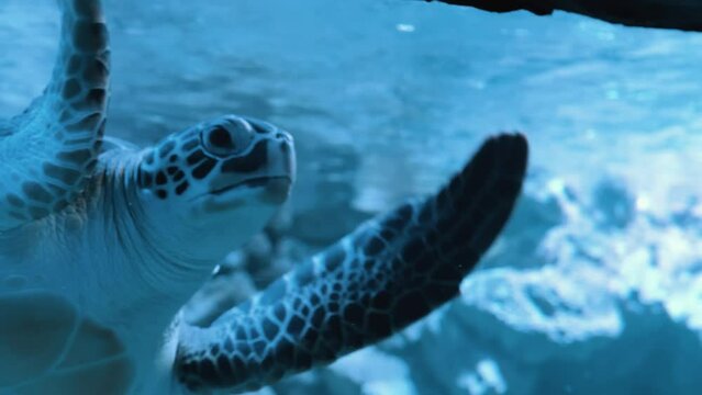 Marine life tropical turtle . Sea turtle slowly swimming in blue water through sunlight