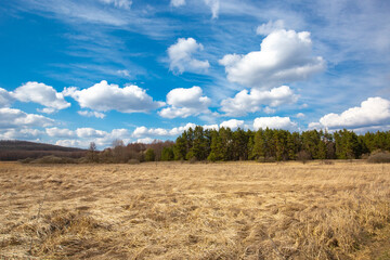 Plakat dry grassland in spring