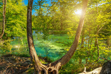 Trees of the by the Milino Jezero lake of Plitvice Lakes National Park in Croatia, Lika region. UNESCO World Heritage of Croatia named Plitvicka Jezera.