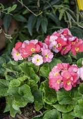 Naklejka premium Bright pink primrose flowers in dense green foliage. Gardening, potted plant.