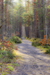 path in the forest
