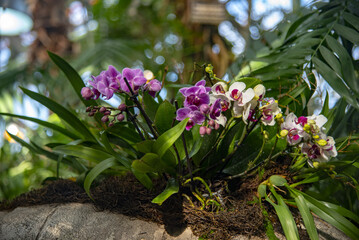 Bright orchids, phalaenopsis, grow in moss on a stone under the leaves of a palm tree. Botanical garden, exotic plants.