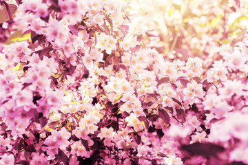 Jasmine flowers bloom in the garden.