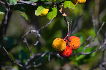 Erdbeerstrauch, Frühling, Frucht
