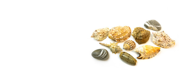 
Sea shell close-up on a light background.
Background, design, banner.